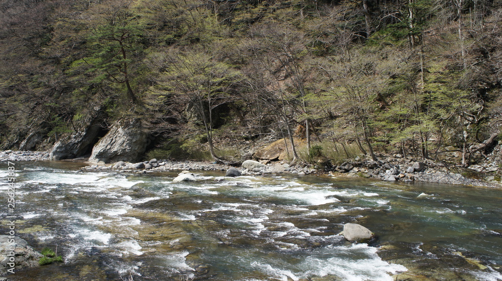Fototapeta premium Japanese hot spring town Spring cherry blossom