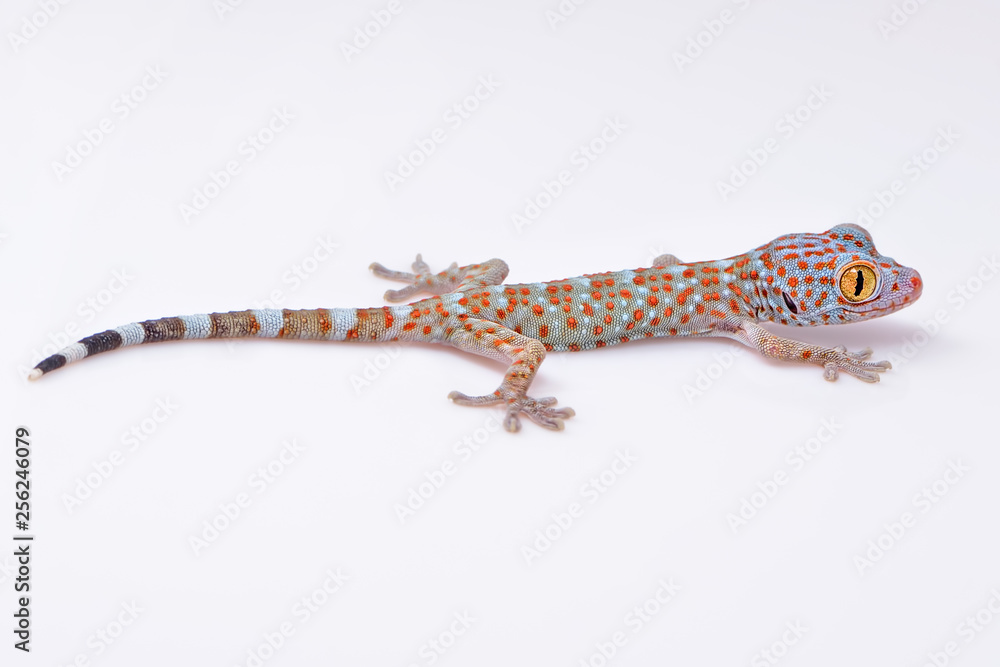 Naklejka premium Amazing colorful Toke/Tokay gecko macro closeup on white background. Study photo of wild gecko