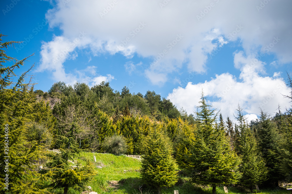 this is a capture for a landscape in Lebanon with a beautiful green trees and lovely blue sky with some cloud that make some nice texture 