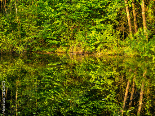 Thick forest with fresh green foliage and its reflection in the water of a small pond
