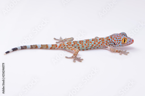 Amazing colorful Toke/Tokay gecko macro closeup on white background. Study photo of wild gecko