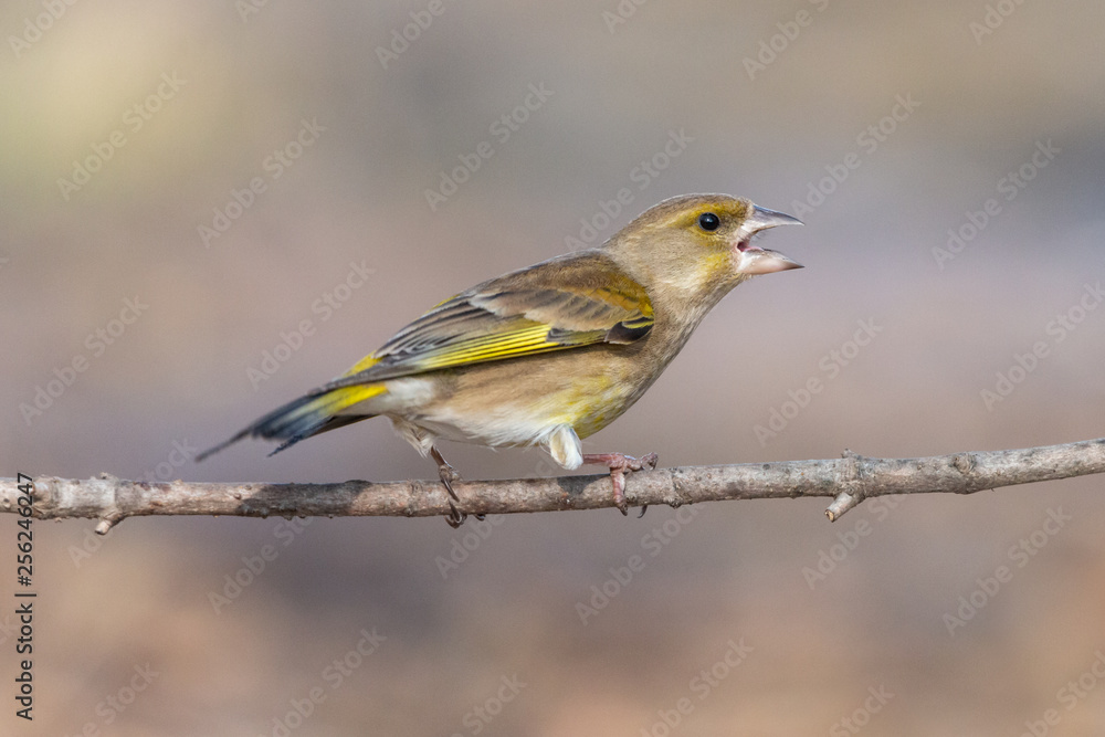 Angry greenfinch bird perching on a branch with open beak. European greenfinch (Chloris chloris), female, with conical bill and yellow feathers in the wings and tail. Angry greenfinch bird perching on a branch with open beak. European greenfinch (Chloris chloris), female, with conical bill and yellow feathers in the wings and tail.