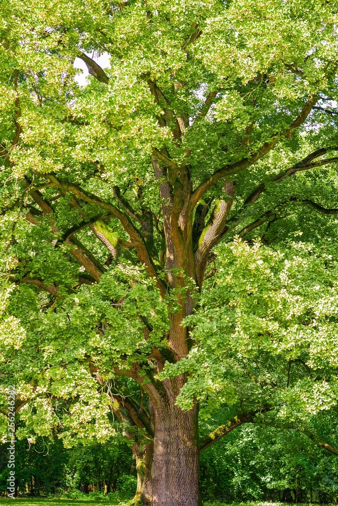 Big oak tree on green color background Big oak tree on green color background