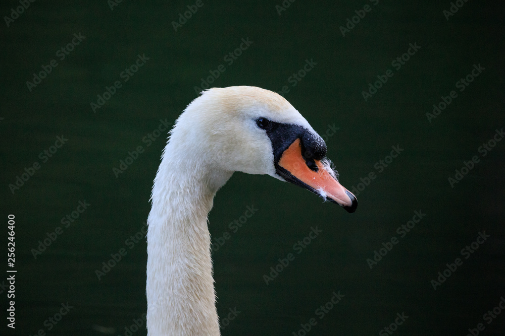 cigno cigno