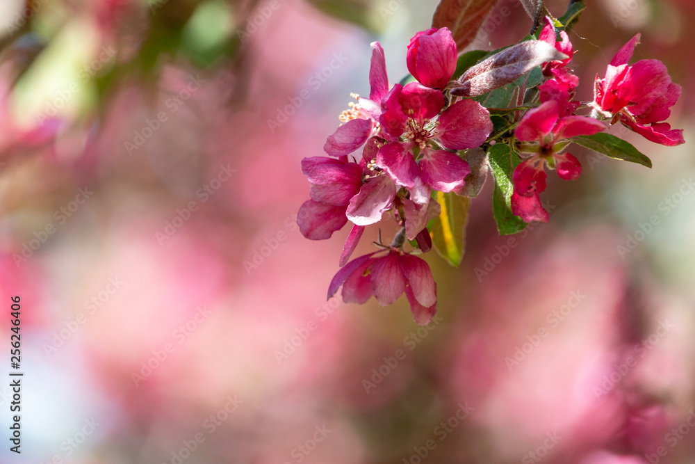 Saturated pink apple blossom close-up. Bunch of scented flowers of blooming apple tree in sunny spring garden. Saturated pink apple blossom close-up. Bunch of scented flowers of blooming apple tree in sunny spring garden.