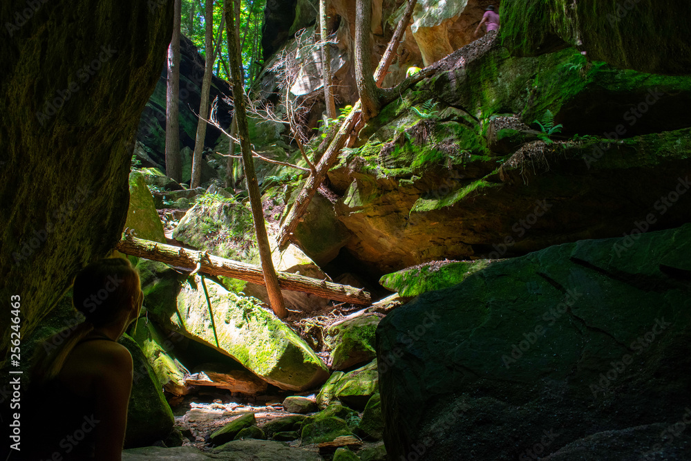 Fallen Tree in Forest Fallen Tree in Forest