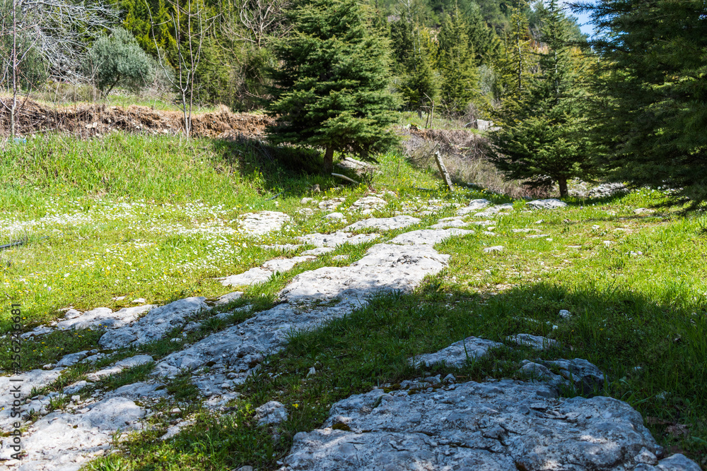 this is a capture for a landscape in Lebanon with a beautiful green trees and lovely blue sky with some cloud that make some nice texture this is a capture for a landscape in Lebanon with a beautiful green trees and lovely blue sky with some cloud that make some nice texture