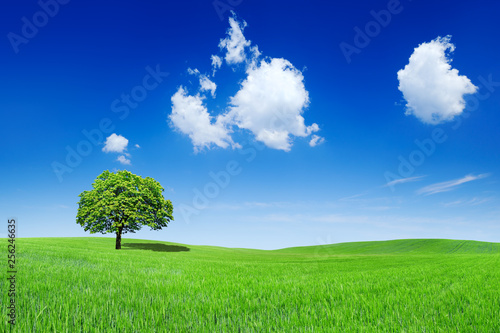Idyllic view, lonely tree on green field