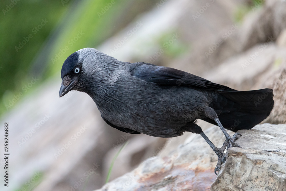Obraz premium Close-up portrait of European jackdaw sitting on a stone. Eurasian or Western jackdaw (Coloeus monedula) is corvid bird with beautiful blue eyes, shiny black plumage with grey cheeks.
