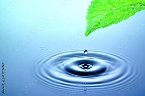 Drop of water falling from green leaf