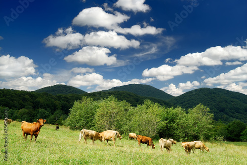 Mountain milk cows on green field