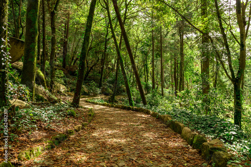 Ahead to a mystic journey. A quiet and beautiful forest path. Sintra garden near the famous Pena palace in Sintra, Portugal