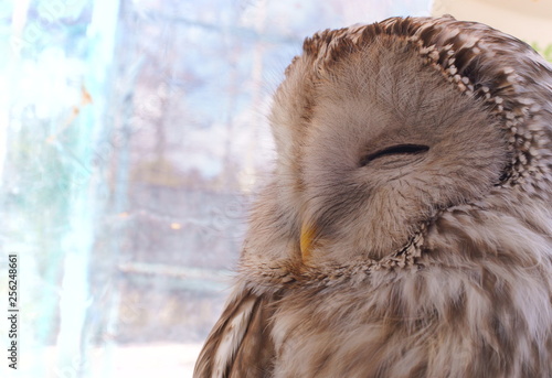 Ranch owl feeding