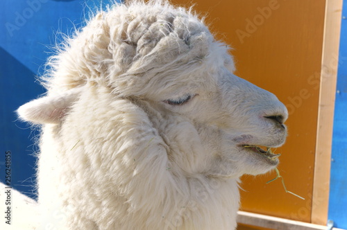 Ranch Alpaca Feeding photo