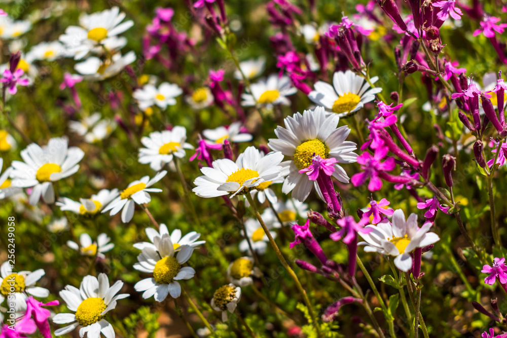this is a capture for some Margaret flower and u can see in the picture the lovely contrast between the green white and yellow colors this is a capture for some Margaret flower and u can see in the picture the lovely contrast between the green white and yellow colors
