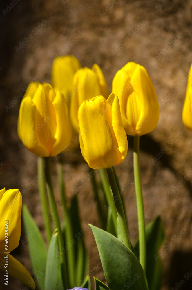 Obraz premium Yellow Tulips