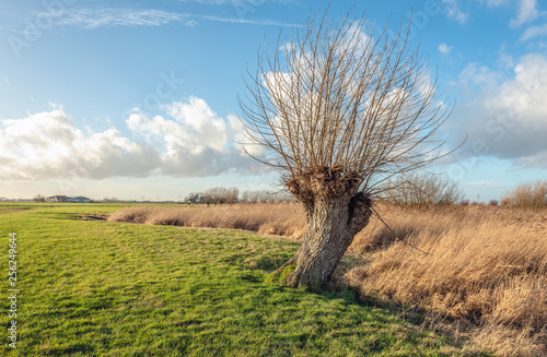 Pollard willow tree with leafless branches