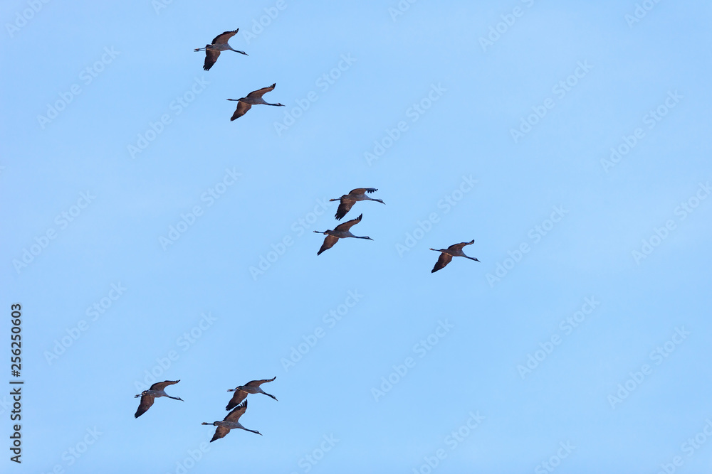 Fototapeta premium Common Cranes