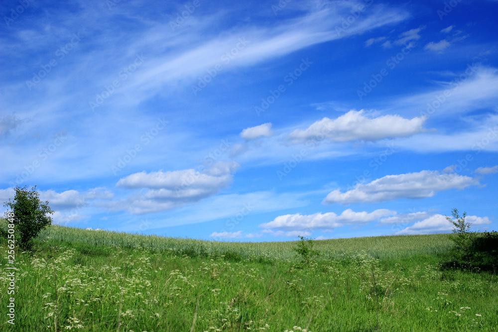 Summer landscape. Green meadow and beautiful sky, a great place to relax. Summer landscape. Green meadow and beautiful sky, a great place to relax.