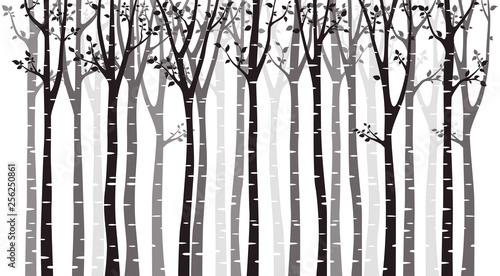 Birch tree wood silhouette on white background