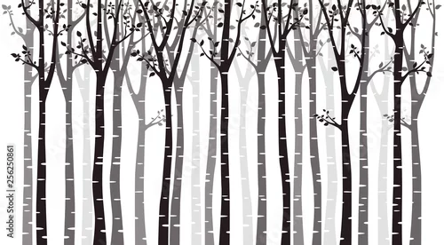 Fototapeta samoprzylepna Brzozy drzewa drewniana sylwetka na białym tle