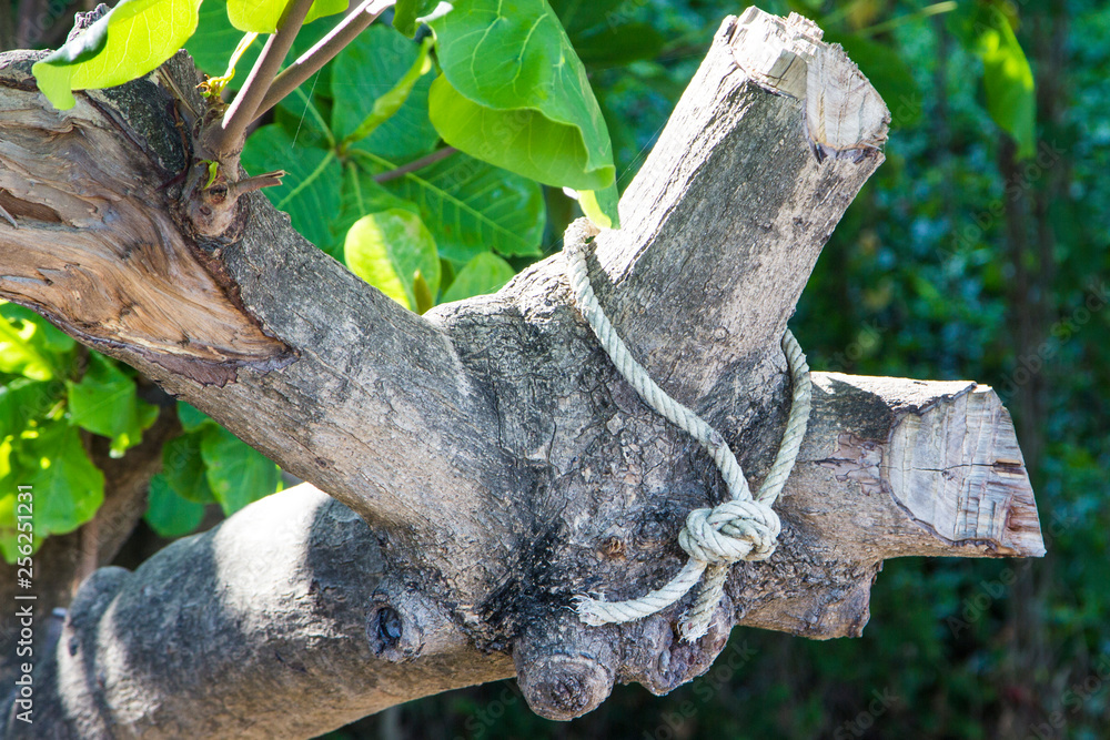 Rope Secure Tied Around Tree Trunk Outdoors Rope Secure Tied Around Tree Trunk Outdoors
