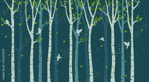 Fototapeta samoprzylepna Brzozy, drzewa, i ptaki na ciemnym tle