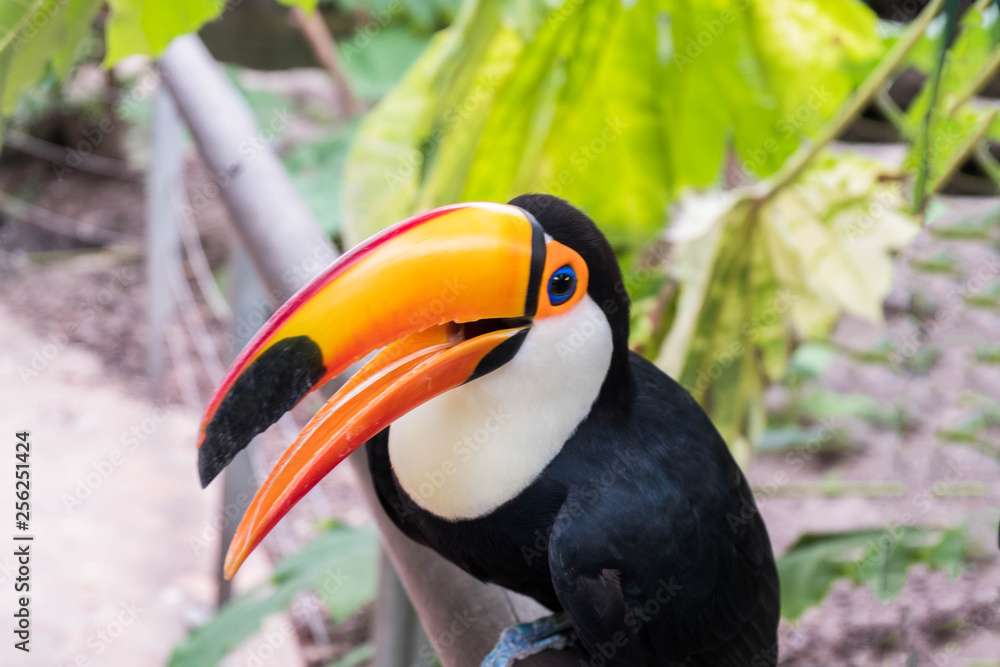 Isolated Funny and Cute Toco Toucan in Natural Habitat. South America. Isolated Funny and Cute Toco Toucan in Natural Habitat. South America.