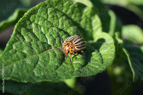 The Colorado beetle is the worst pest of the potato crop.