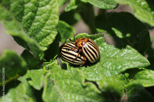 Marriage period of Colorado beetles.