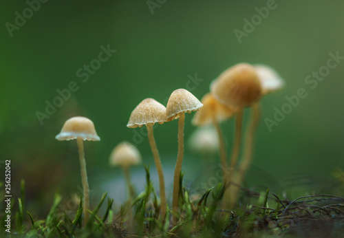 mushroom in grass