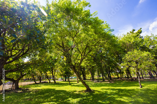 Green scenery of city public park