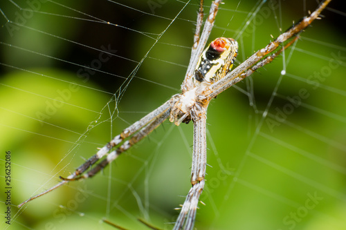 Wallpaper Mural Close up of spider net web. Torontodigital.ca