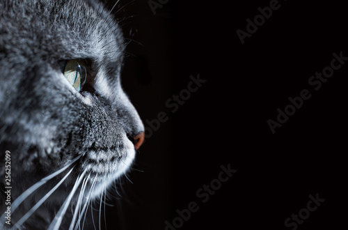 Sticker Close up view of beautiful cat's green eye and nose