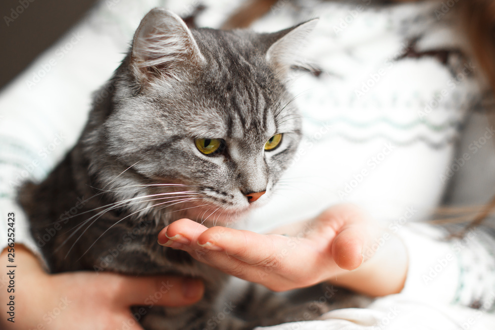Woman at home holding her lovely fluffy cat and gives him a pill. Gray tabby cute kitten. Pets, veterinary and lifestyle concept. Woman at home holding her lovely fluffy cat and gives him a pill. Gray tabby cute kitten. Pets, veterinary and lifestyle concept.