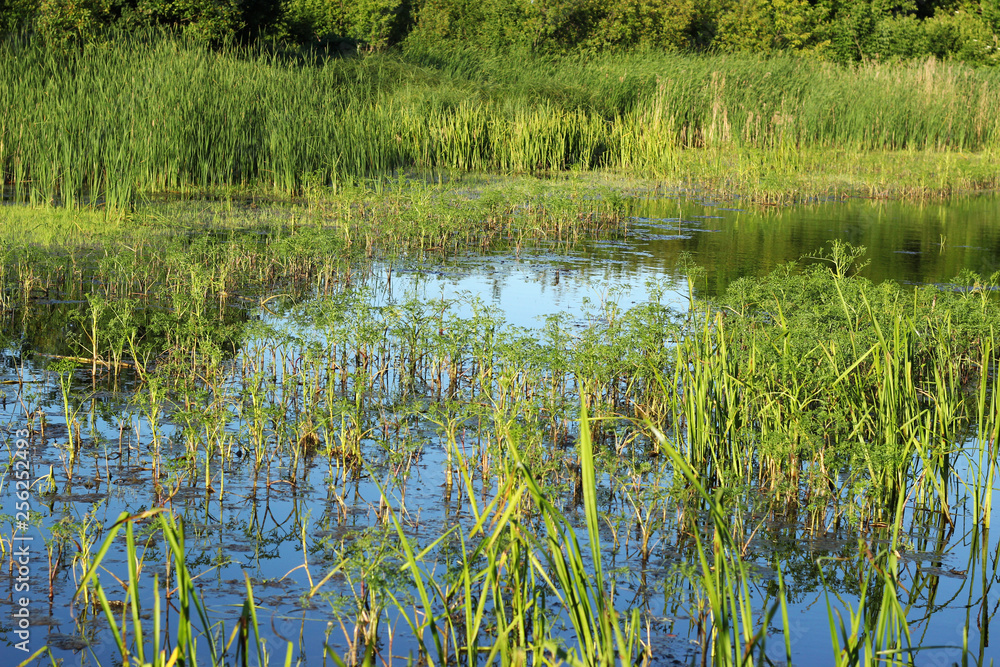 Obraz premium Overgrown lake with reeds and other parasitic plants. Evening time.