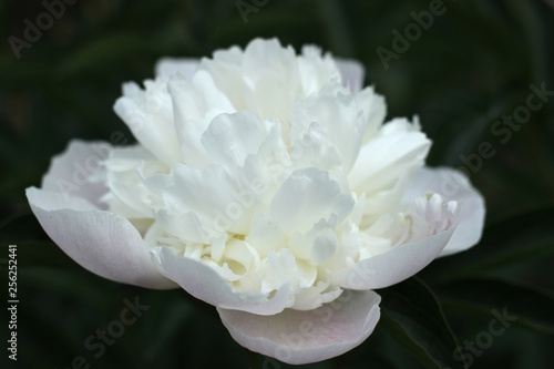 Large white peony with water drops on the petals on a dark background.