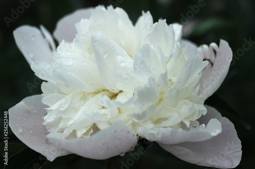 Large white peony flower with raindrops on petals.