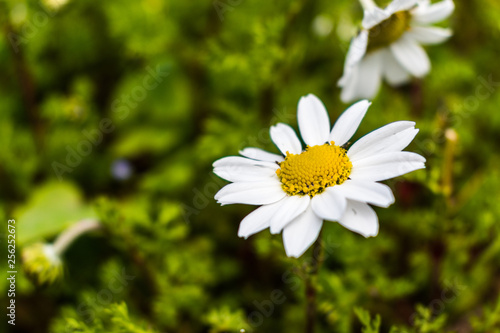 this is a capture for some  Margaret flower and u can see in the picture the lovely contrast between the green white and yellow colors 