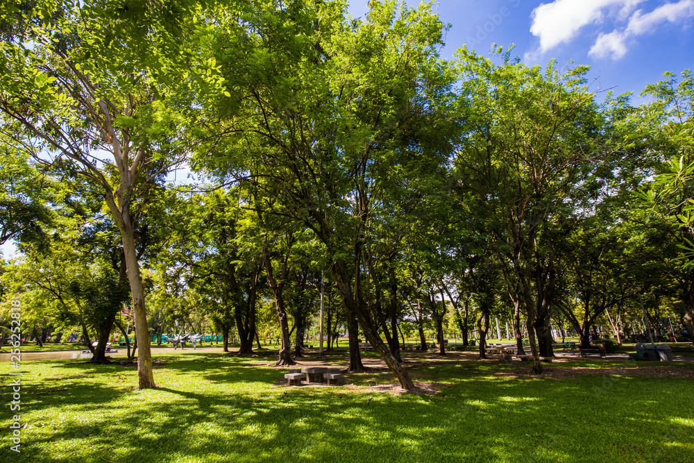 Green scenery of city public park
