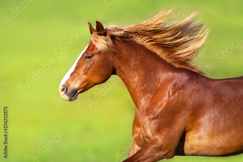 Fototapeta Naklejka Na Ścianę i Meble -  Red horse with long blond mane in motion on springmeadow