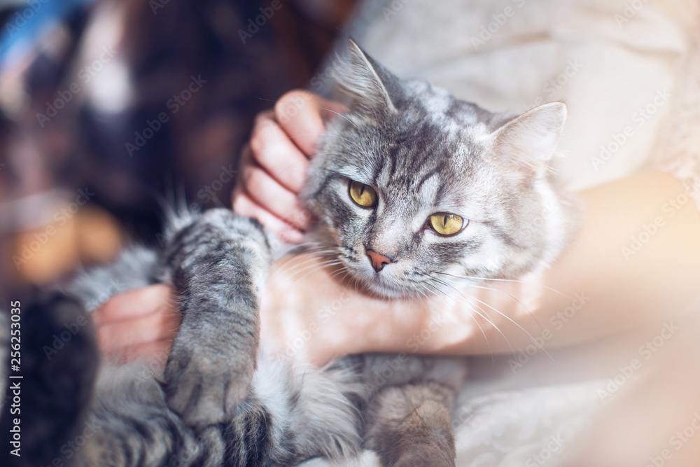 Woman at home holding and hug her lovely fluffy cat. Gray tabby cute kitten with green eyes. Pets, friendship, trust, love, and lifestyle concept. Friend of human. Animal lover. Close up.