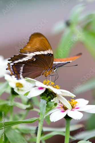 Macro of a brown and orange butterfly sitting on yellow flowers