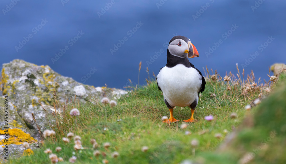 Puffin on Shetland Island resting in green grass and small white flowers Puffin on Shetland Island resting in green grass and small white flowers