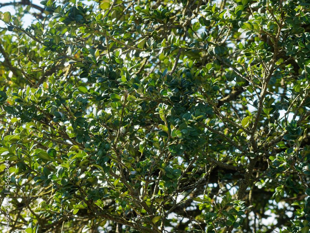 Buxus sempervirens - Le buis commun, un arbuste toujours vert aux petites feuilles ovales sur de courtes branches