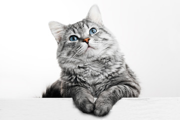 Funny large longhair gray tabby cute kitten with beautiful blue eyes. Pets and lifestyle concept. Lovely fluffy cat on grey background.