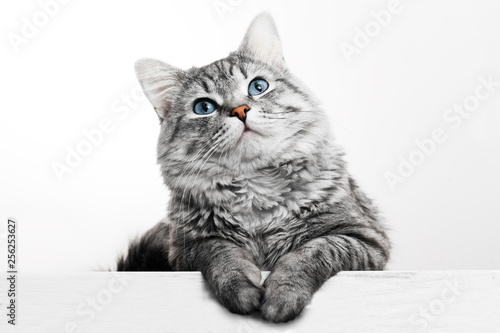 Obraz na płótnie Funny large longhair gray tabby cute kitten with beautiful blue eyes