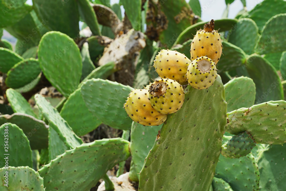 Feigen-Kaktus mit gelben Früchten in Malta Feigen-Kaktus mit gelben Früchten in Malta