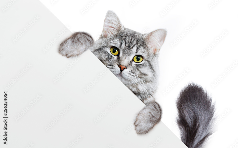 Funny gray tabby kitten showing placard with space for text. Lovely fluffy funny cat holding signboard on isolated background. Top of head of cat with paws up, peeking over a blank white banner. - obrazy, fototapety, plakaty 