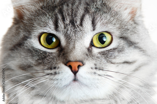 Funny gray tabby cute kitten with big beautiful eyes. Portrait of lovely fluffy cat.